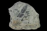 Pennsylvanian Fossil Fern (Neuropteris) Plate - Kentucky #136811-1